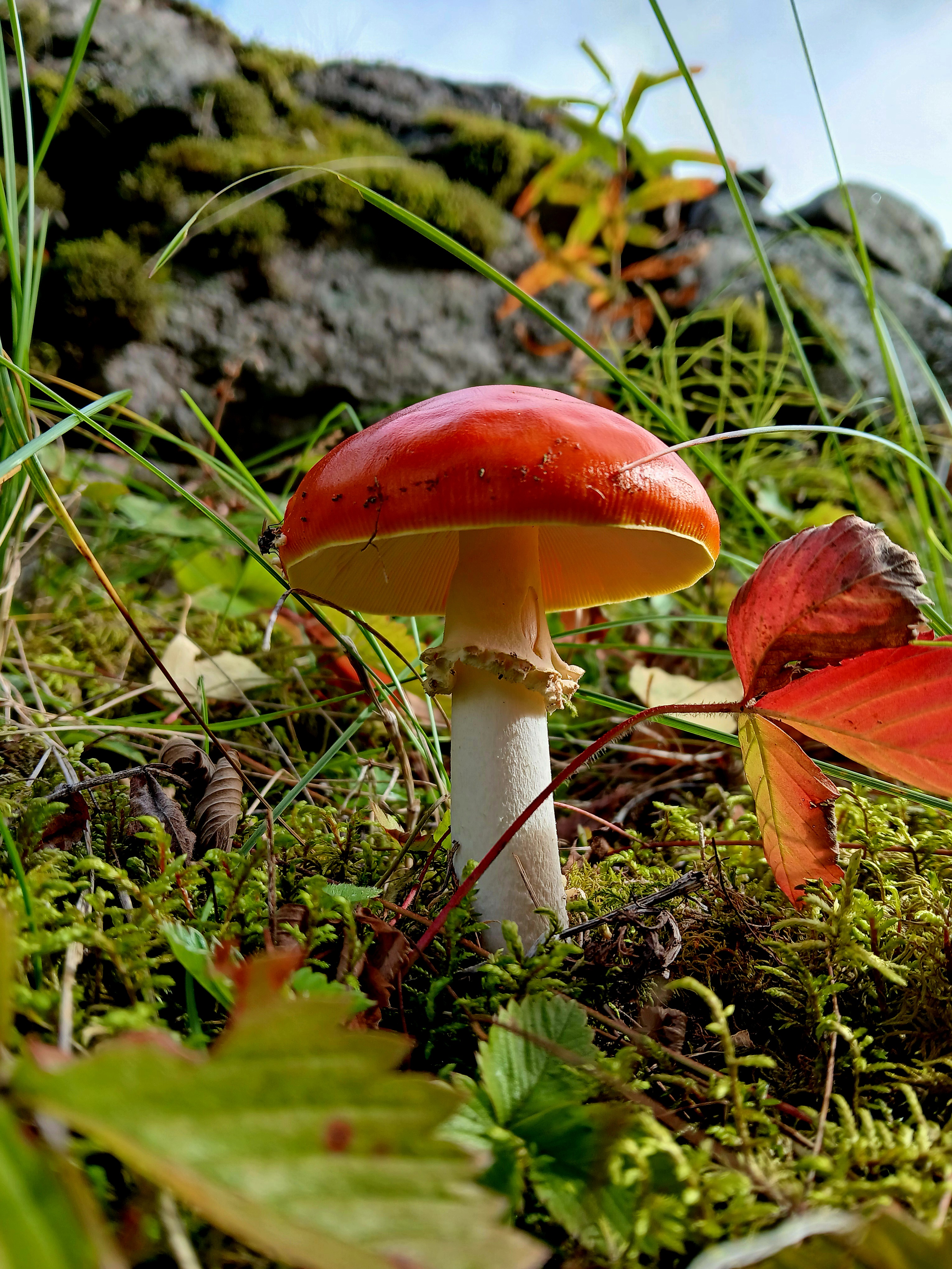 Svamp