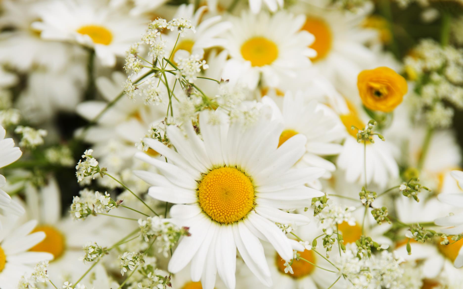 Blommande prästkragar