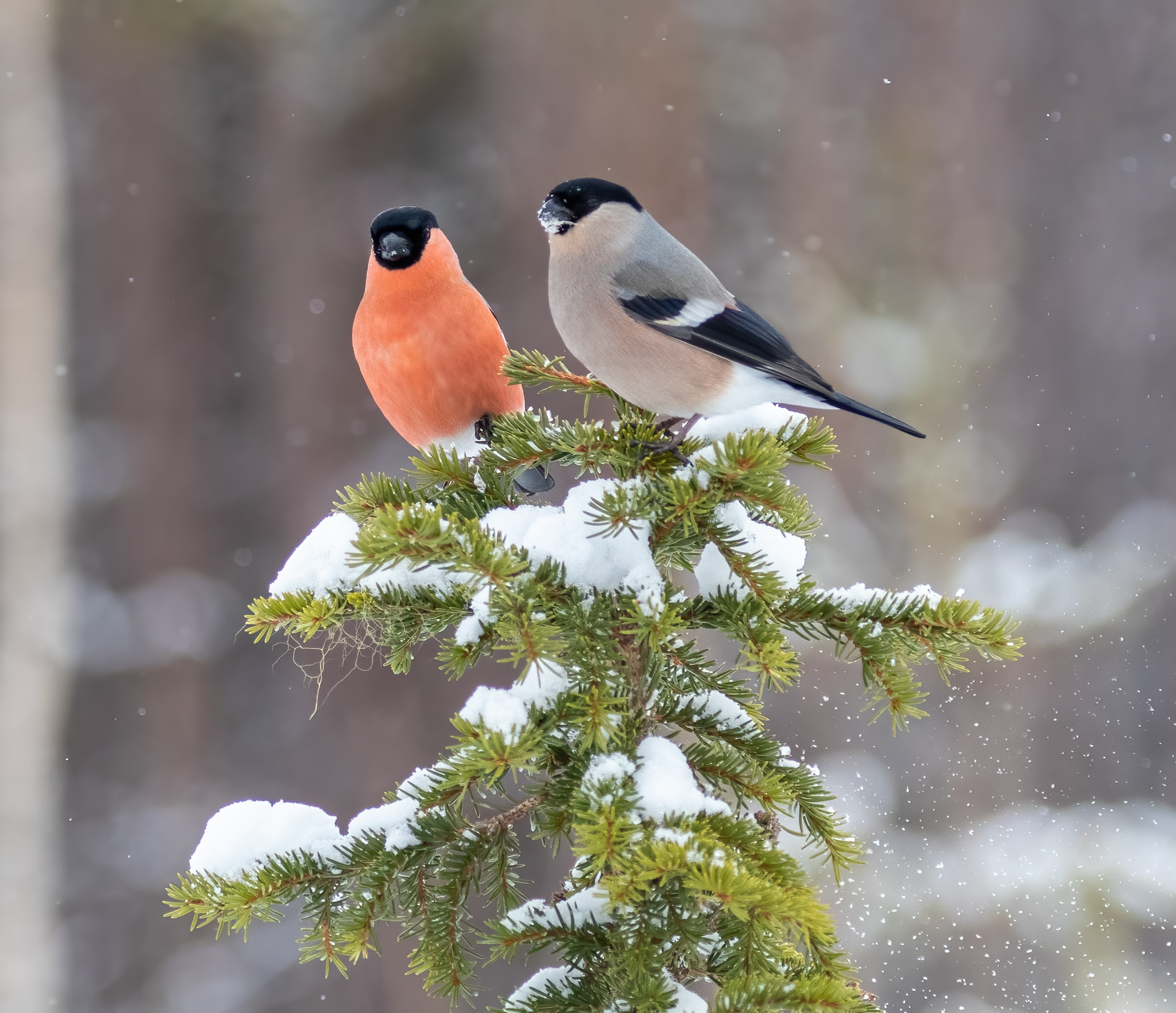 Ett domherrepar sitter på en snöig gren.