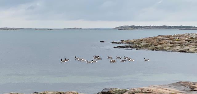 Vardagsropodden nr 176 "Liv som aldrig dör" - Andakt och sång av och med Tomas Philipson och Maria Blåberg.