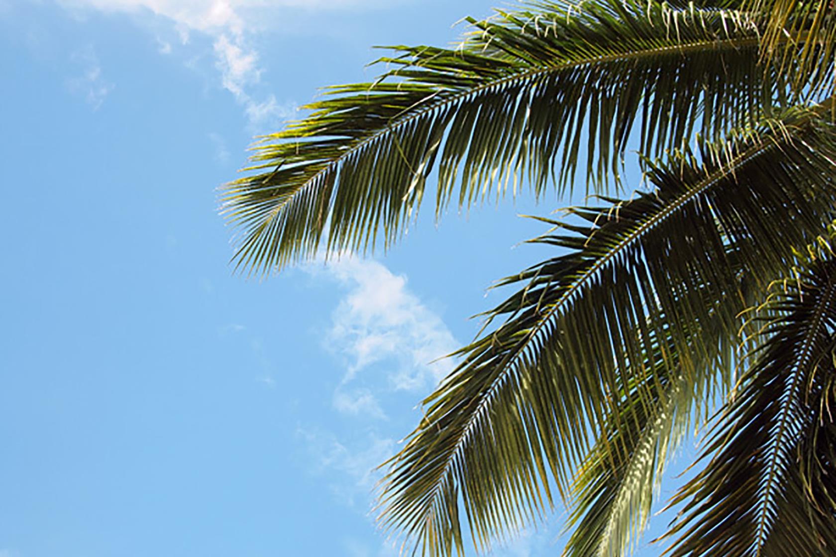 palmblad mot blå himmel