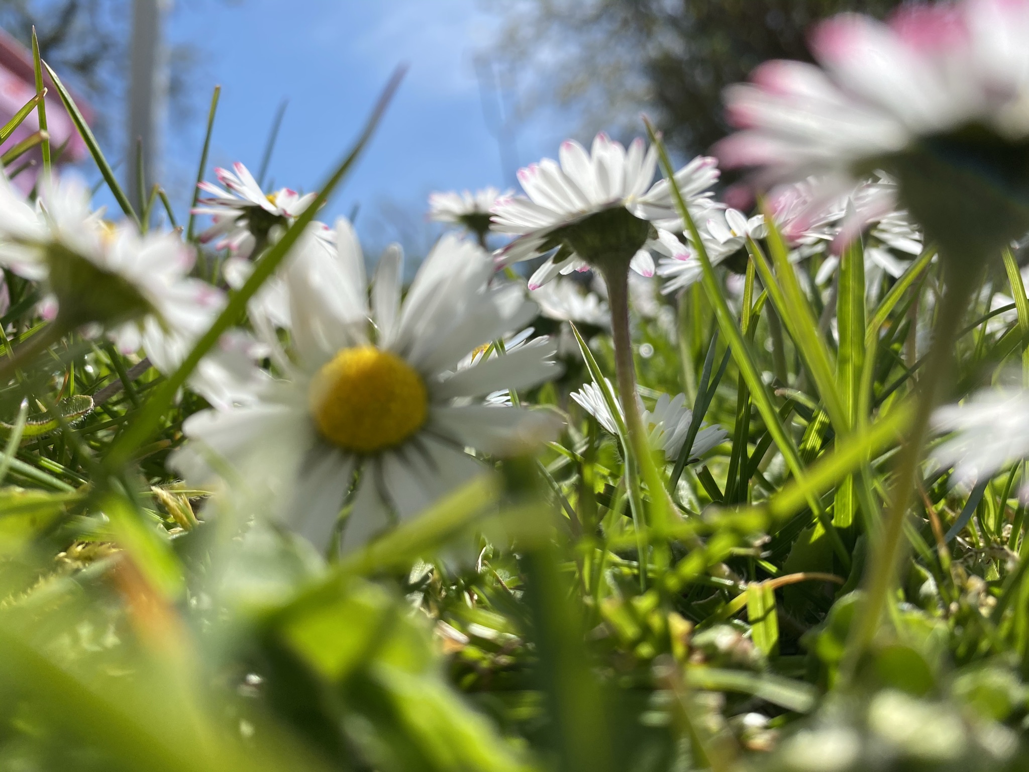 Tusenskönor underifrån