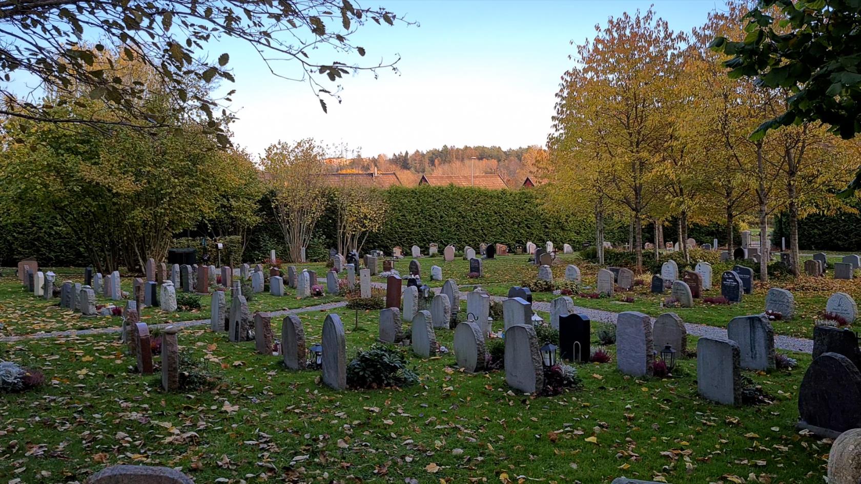 Urngravar med gravstenar på en grön gräsmatta. I bakgrunden syns en blå himmel och träd med gula löv.