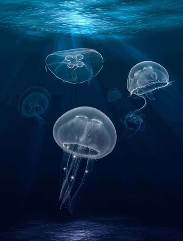 Maneter simmar i blått hav