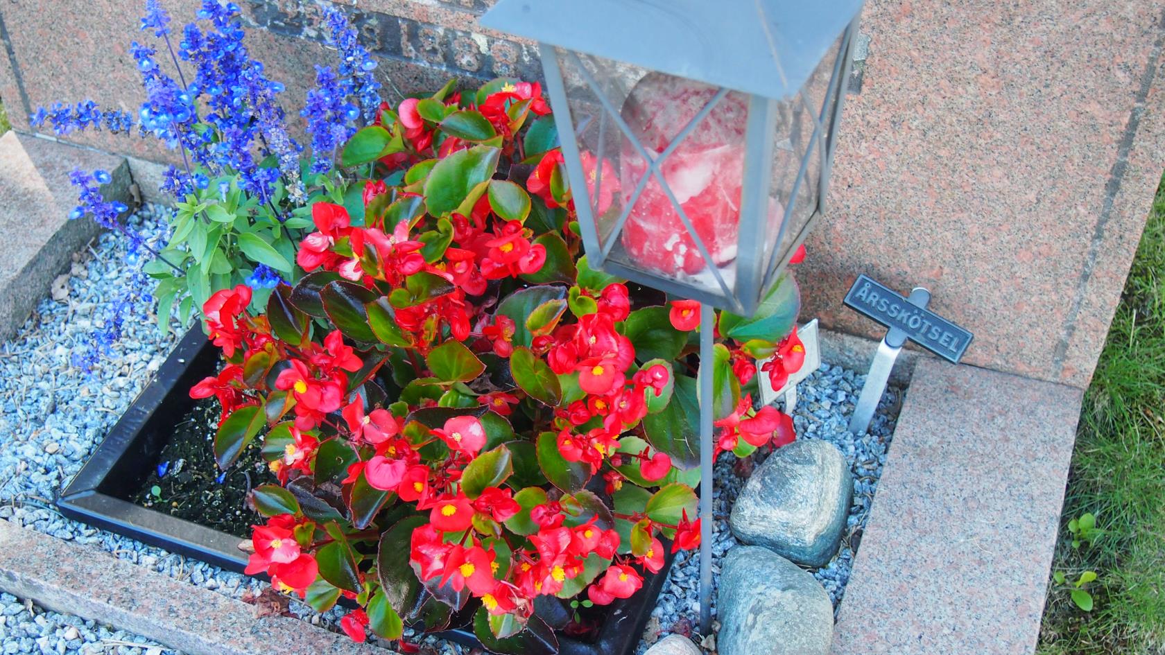 En grav med röda isbegonior och lila lavendel