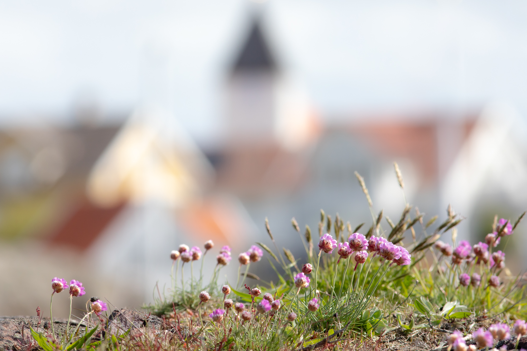 Strandgossar på bergen