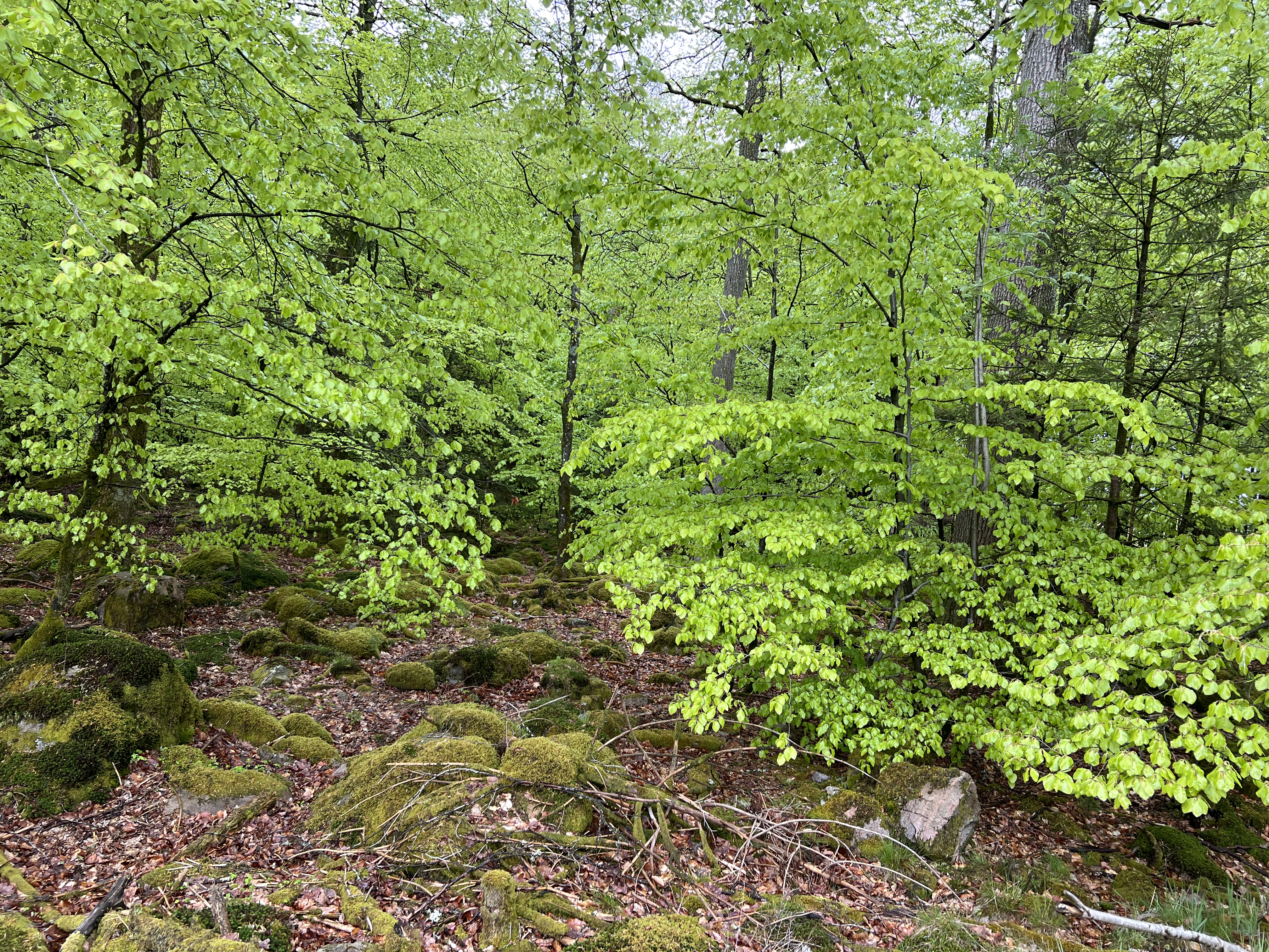 Foto på bokskogen med ljusgröna blad.