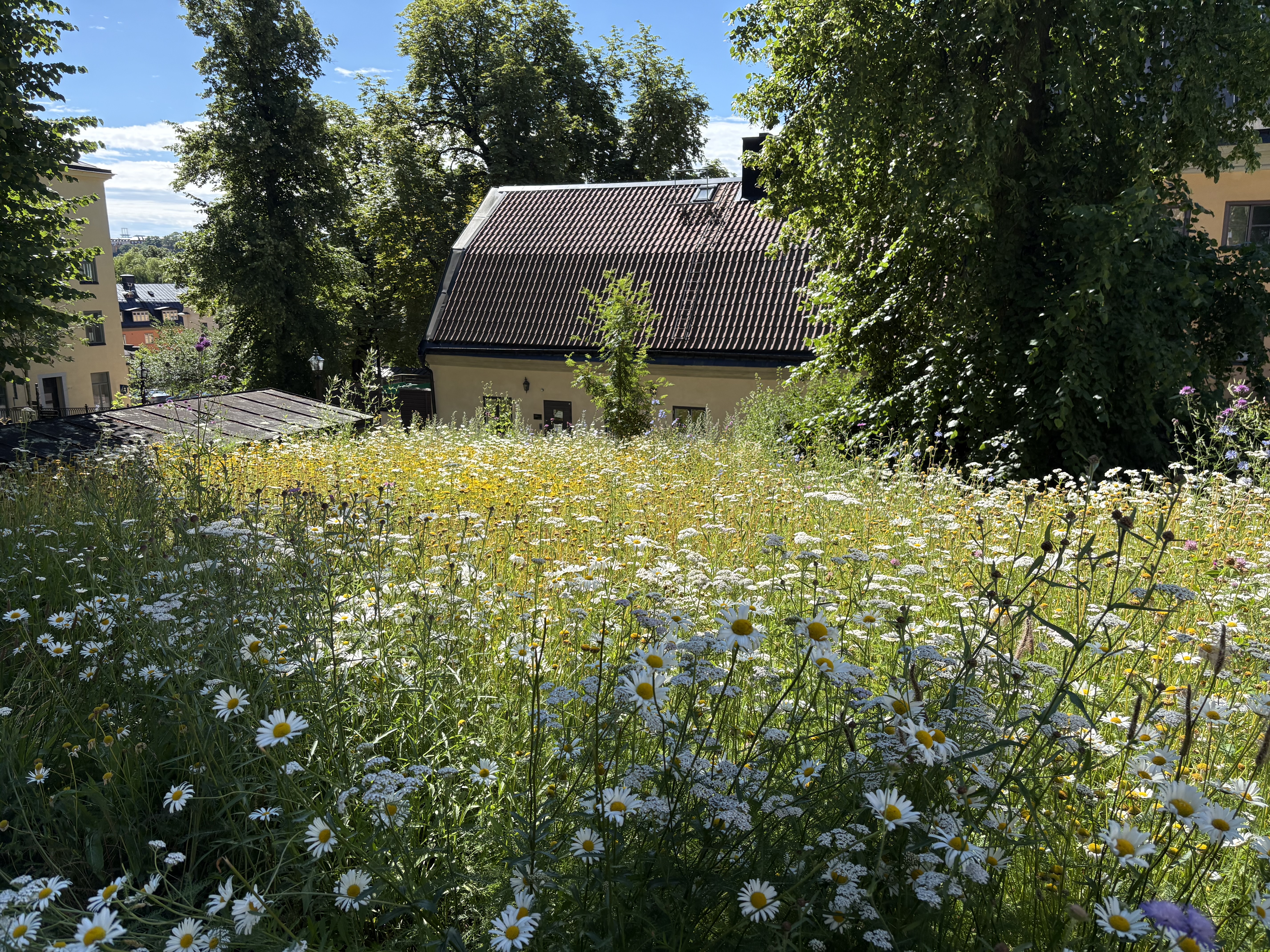 Sommaräng på kyrkogården