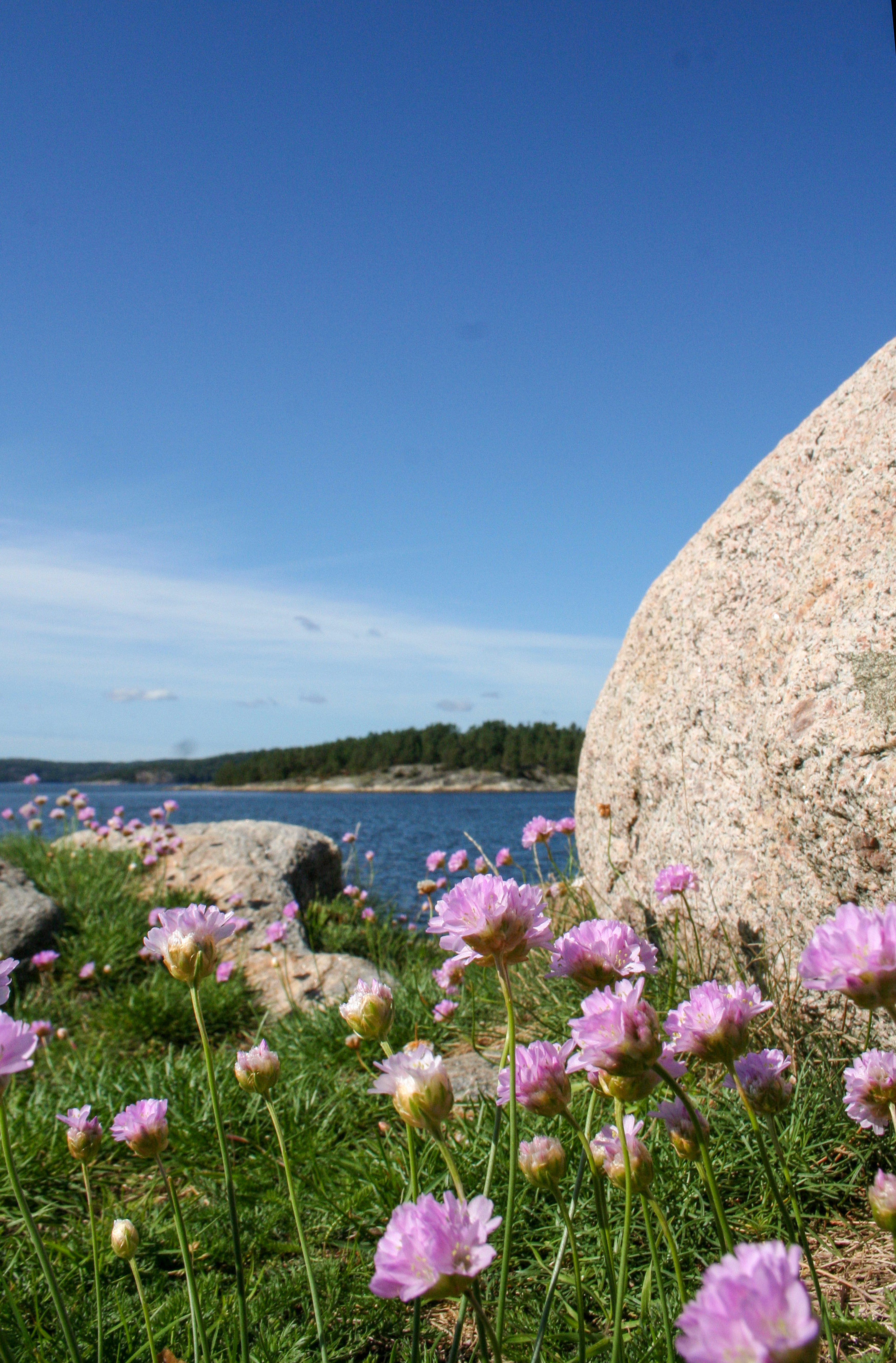 Lila blommor och klippor vid havet