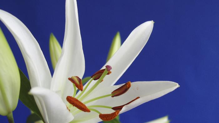 Närbild på en vit blomma.