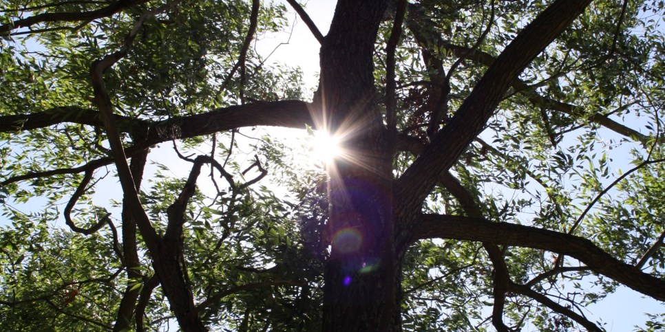 Solen lyser fram mellan grenarna i ett stort träd.