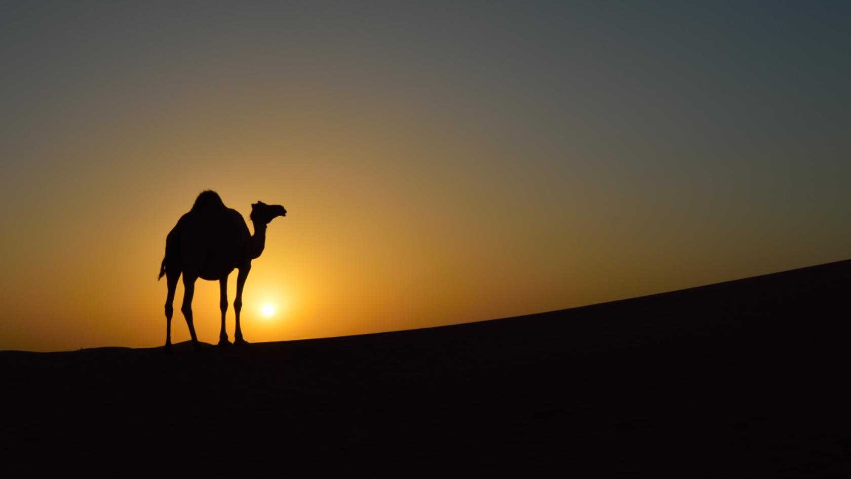 Öken och kameler i solnedgång
