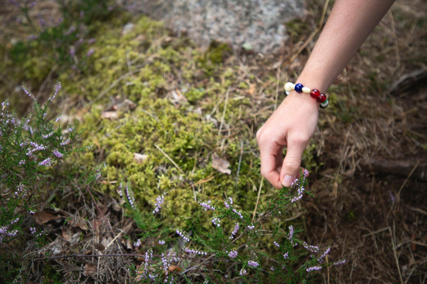 Frölsarkransen i naturen.