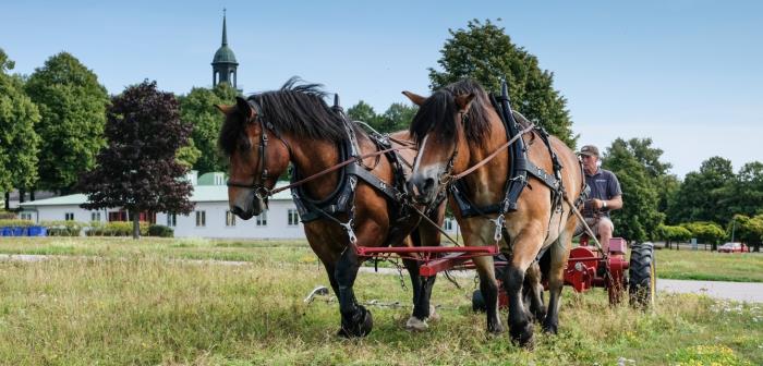 Svenska kyrkan i Solletuna är miljödiplomerad för fas 2 av Stockholms stift. Det kommer vi att fira i diplomeringsgudstjänsten söndag 9 februari kl. 11.00 i Edsbergskyrkan. Då kommer församlingen ta emot ett diplom av stiftets miljörevisorer. Sedan fortsätter arbetet för en grönare kyrka och kyrkogård.