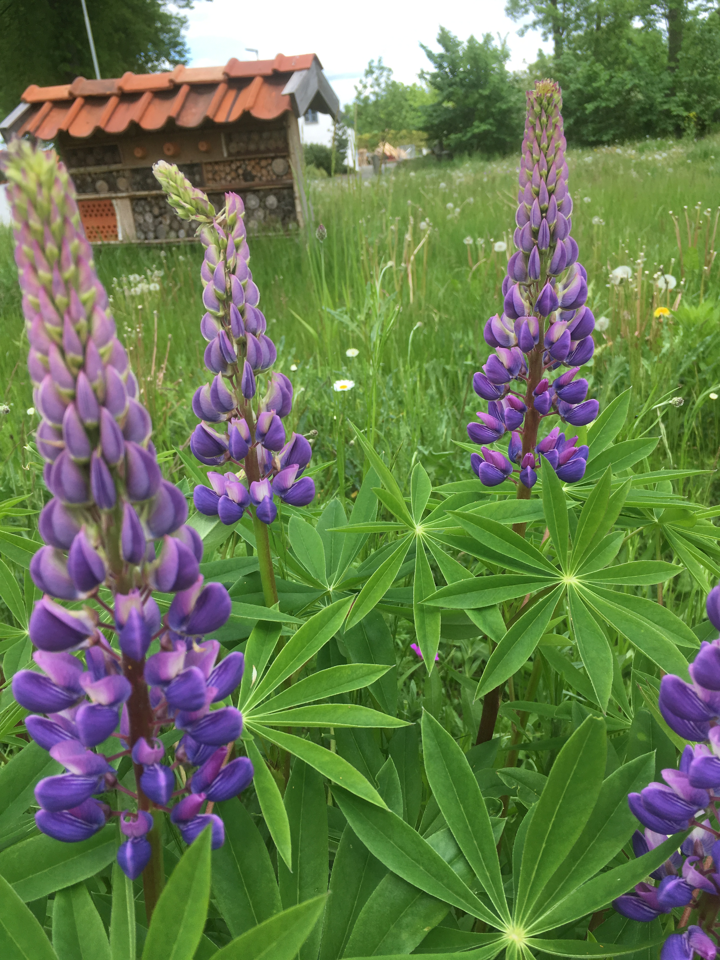 Insektshotell och lupiner