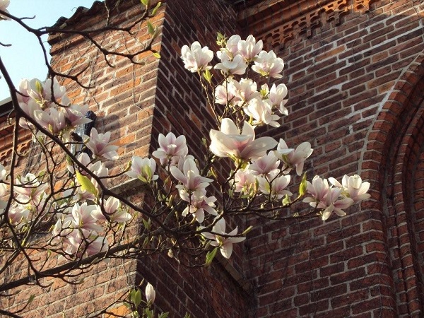 Magnolia trädet i blom utanför klosterkyrkan. Klosterkyrkans tegelfasad är i bakgrunden.
