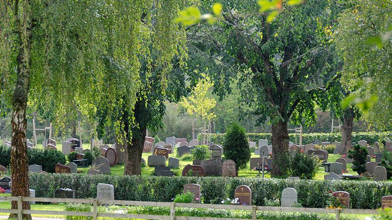 Kyrkogård försommar med grönt gräs, skira björkar och gravstenar.