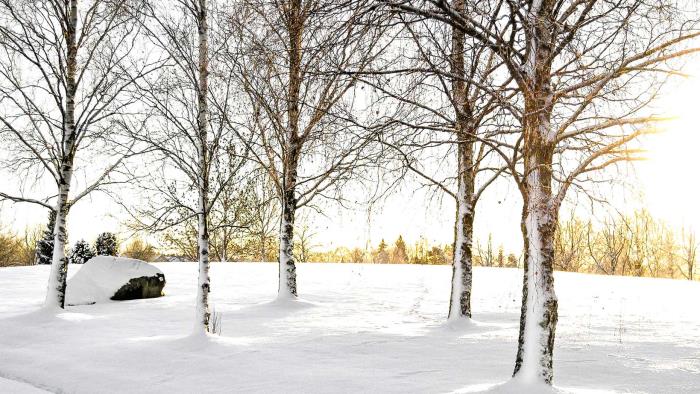 Vintervy från Vaksala kyrkogårds minneslund