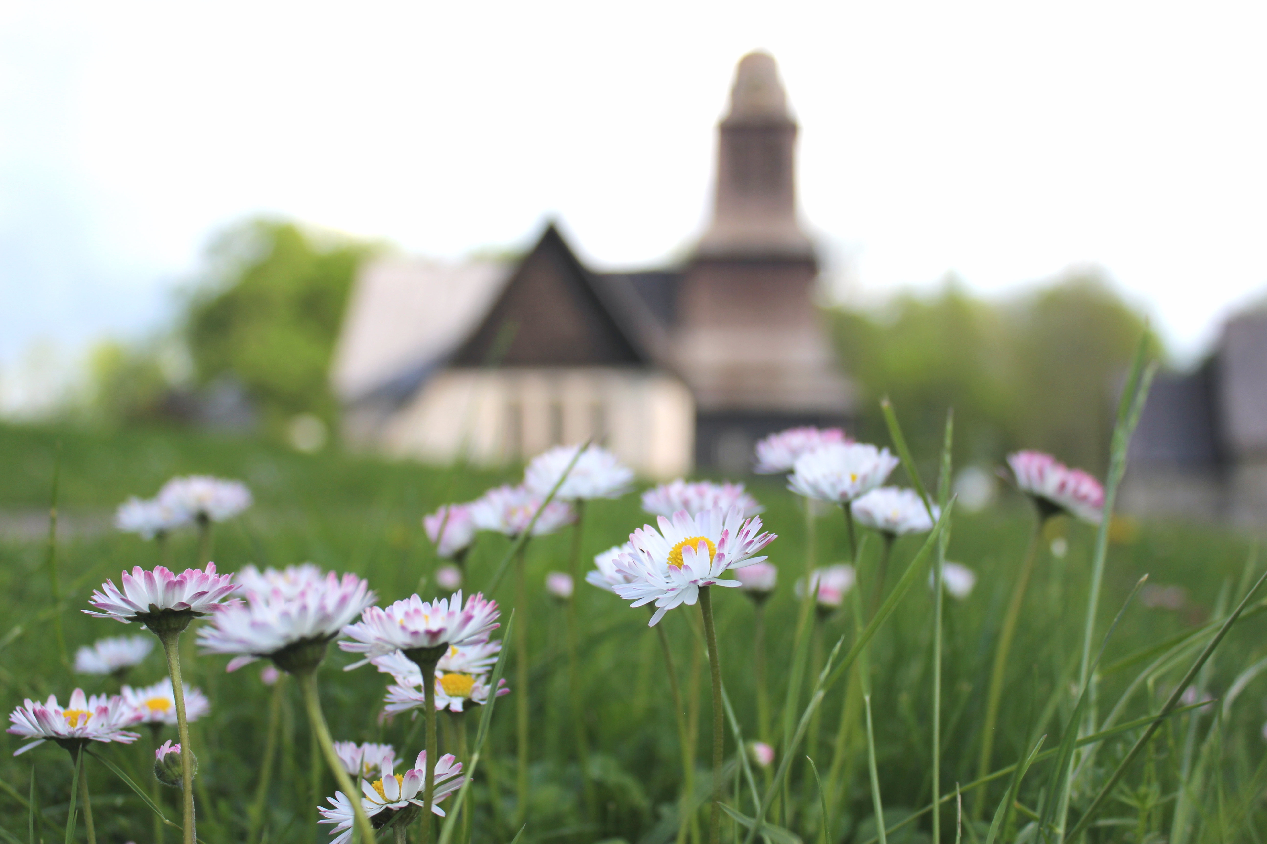 Här syns Nydala kyrka med tusenskönor i förgrunden