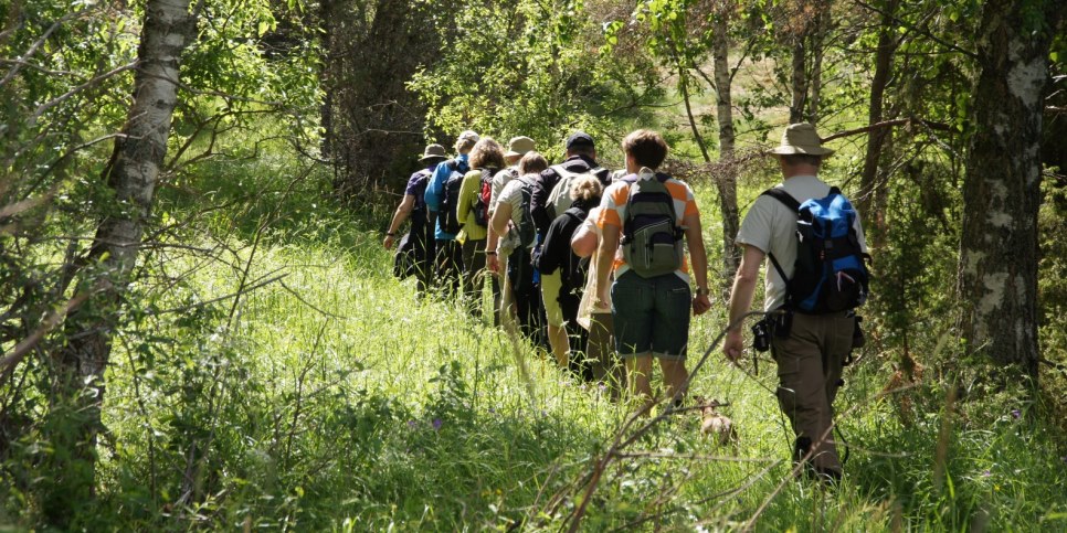 Ett antal personer vandrar i skogen, det är sommar, högt gräs och träd. 