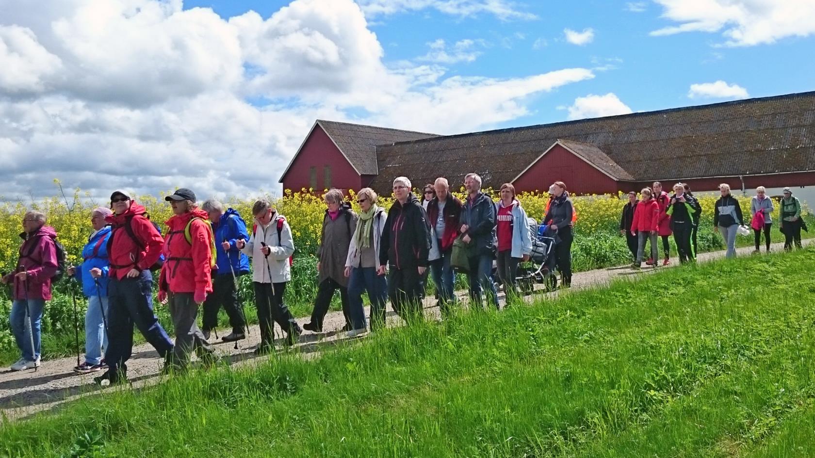 Pilgrimer går längs en väg med blommande rapsfält längs ena kanten och grönt gräs i förgrunden.