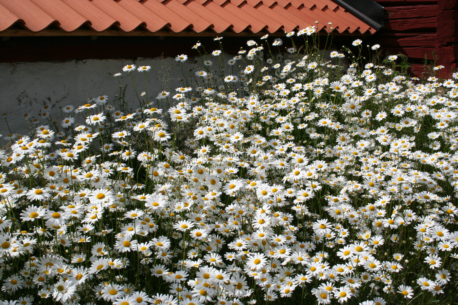 Prästkragar i blom