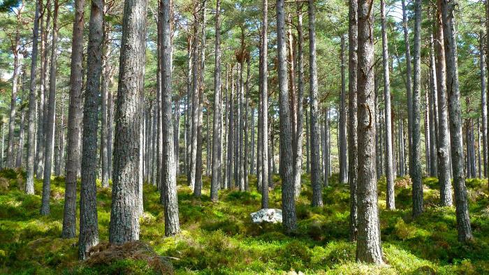 Skogsområde med grön mossa och träd