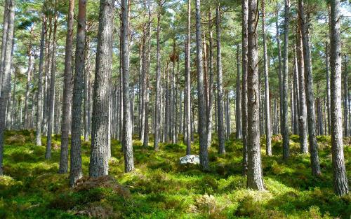 Skogsområde med grön mossa och träd