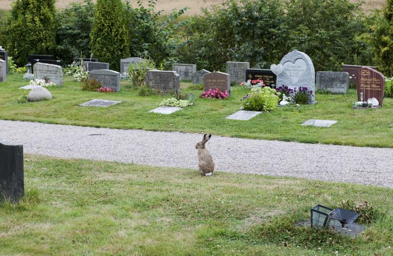 Hare på kyrkogården
