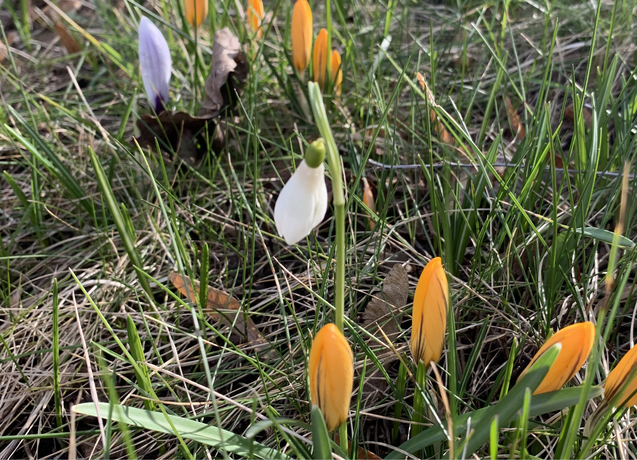 Tulpaner som knoppar i gräset, vita, lila och brandgula. 