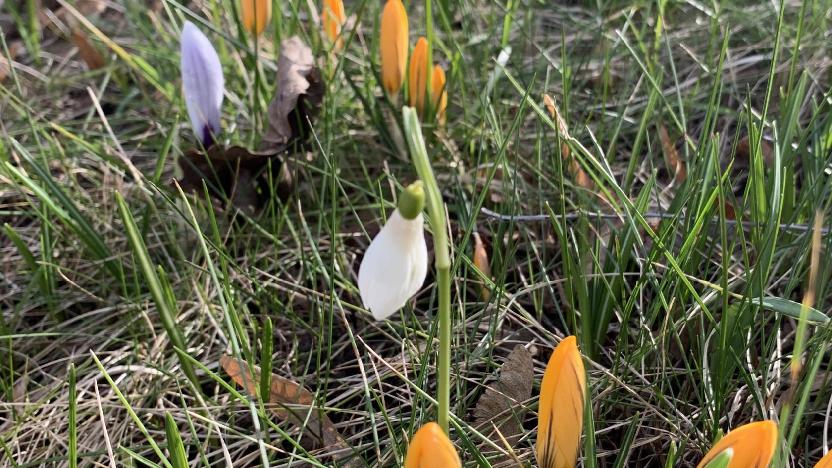 Tulpaner som knoppar i gräset, vita, lila och brandgula. 