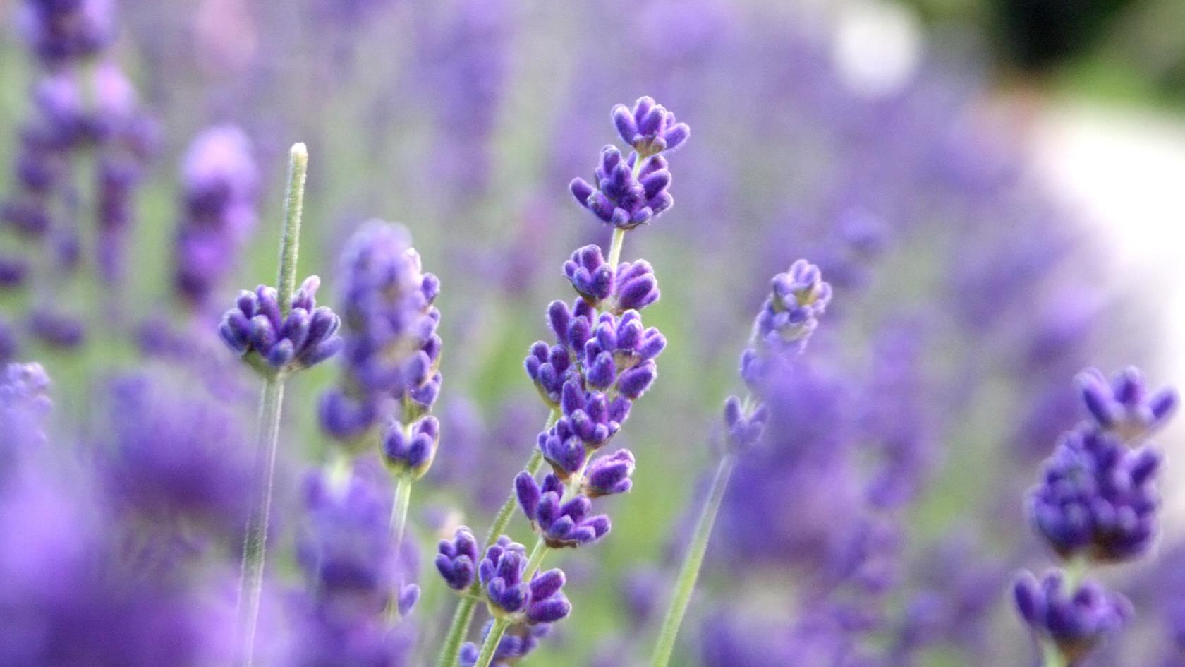 Lavendel i blom