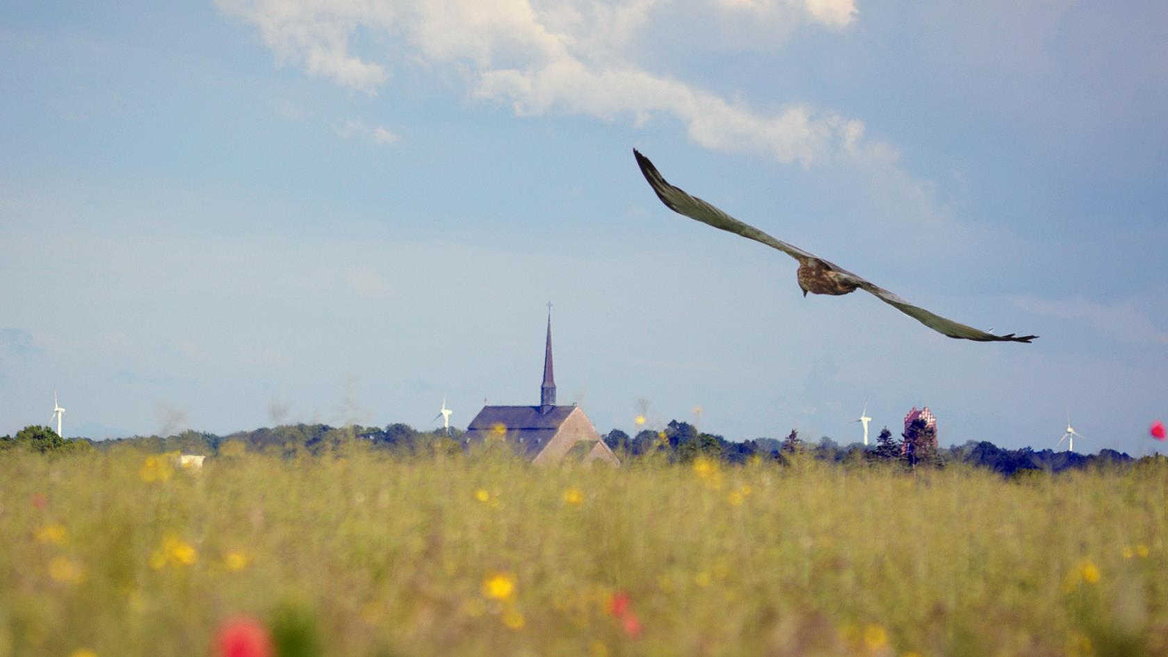 Vadstena klosterkyrka med ett grönskande fält i förgrunden och en rovfågel som flyger över fältet.