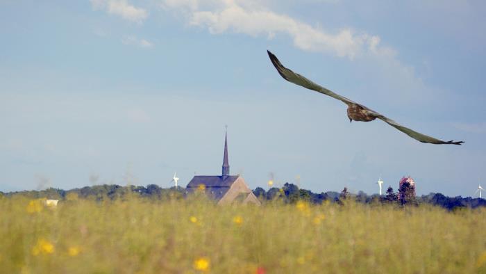 Vadstena klosterkyrka med ett grönskande fält i förgrunden och en rovfågel som flyger över fältet.