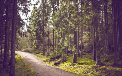 Grusväg genom granskog i solljus