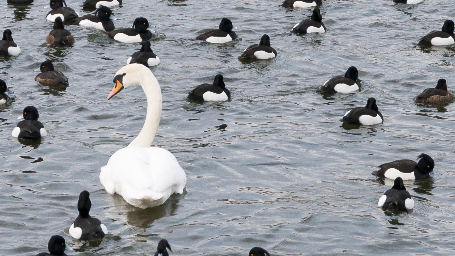 Änder i flock på vatten och en svan.