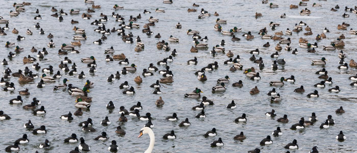 Änder i flock på vatten och en svan.