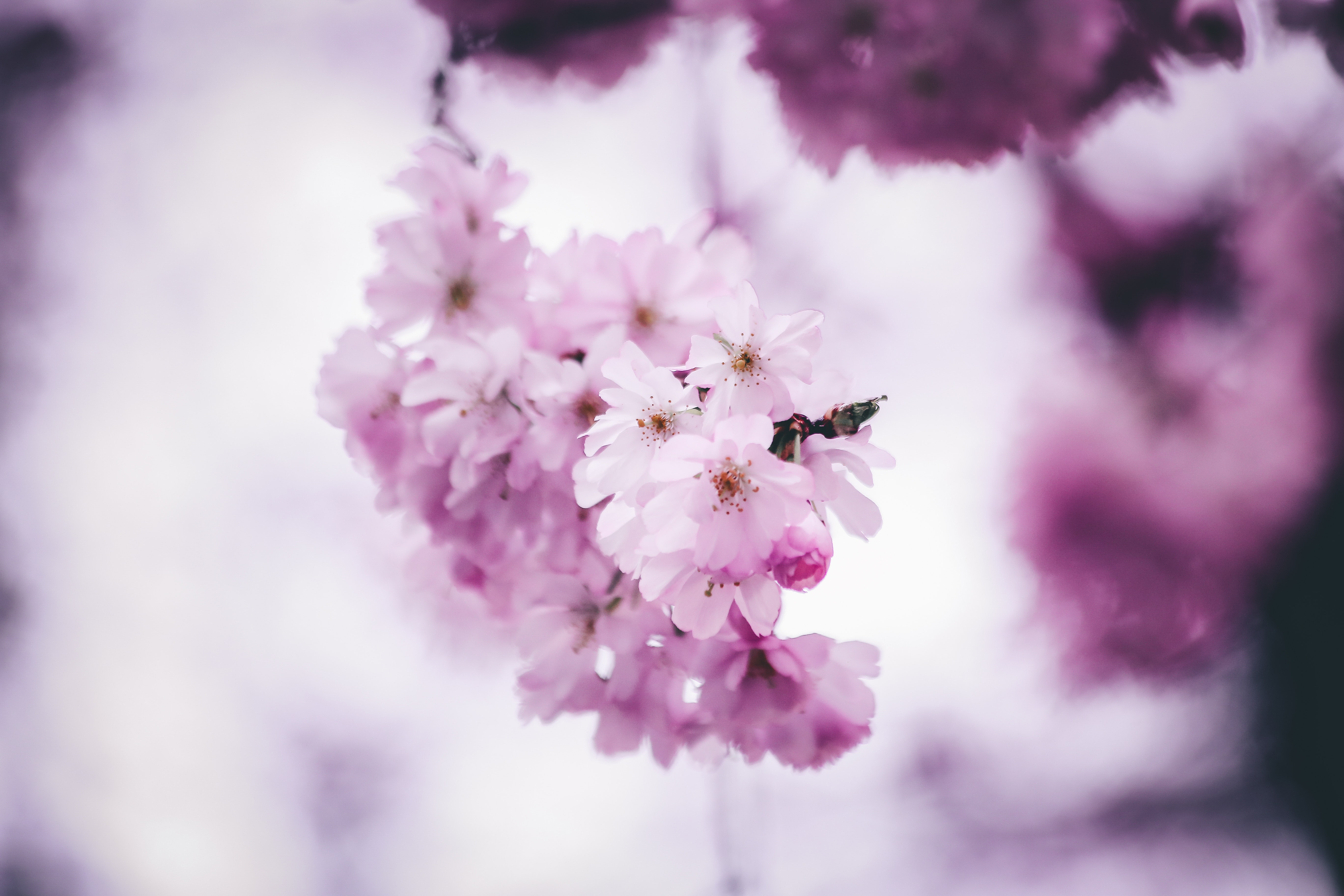 Blommor