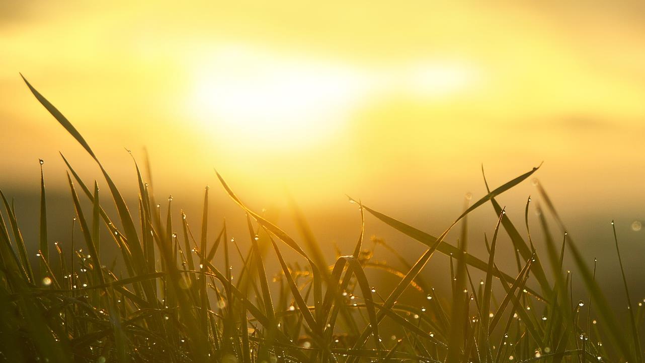 gräs med dagg och i bakgrunden bryter solen genom molnen