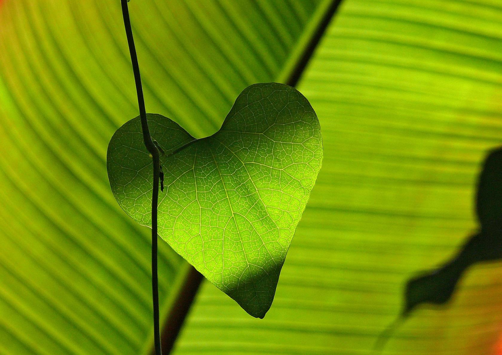 Ett blad i form av ett hjärta sitter uppsatt på en pinne. Ett stort grönt blad är i bakgrunden.
