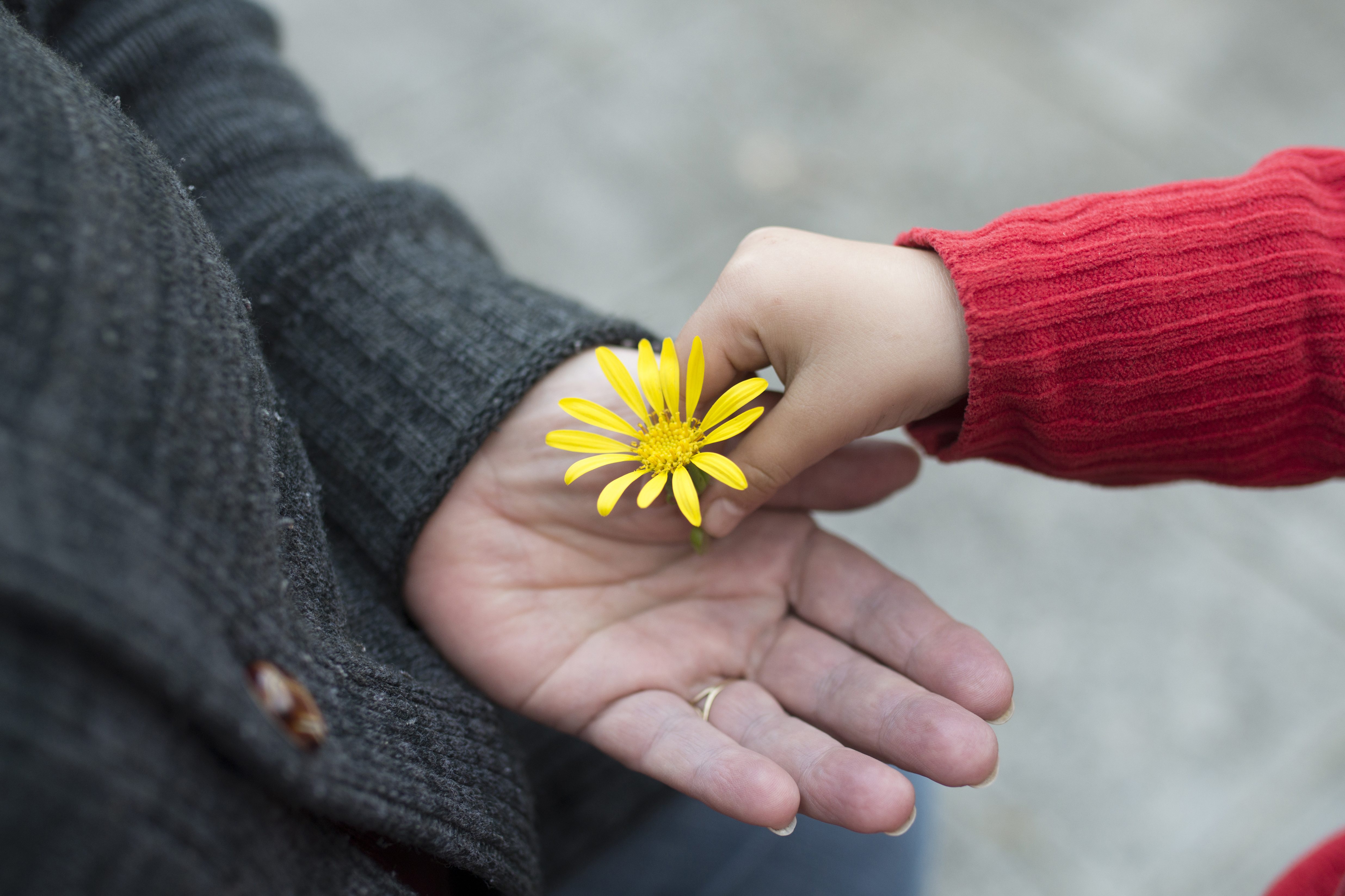 Barnhand lägger en blomma i en vuxenhand.