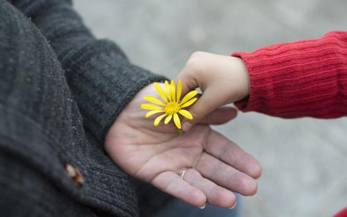 Barnhand lägger en blomma i en vuxenhand.