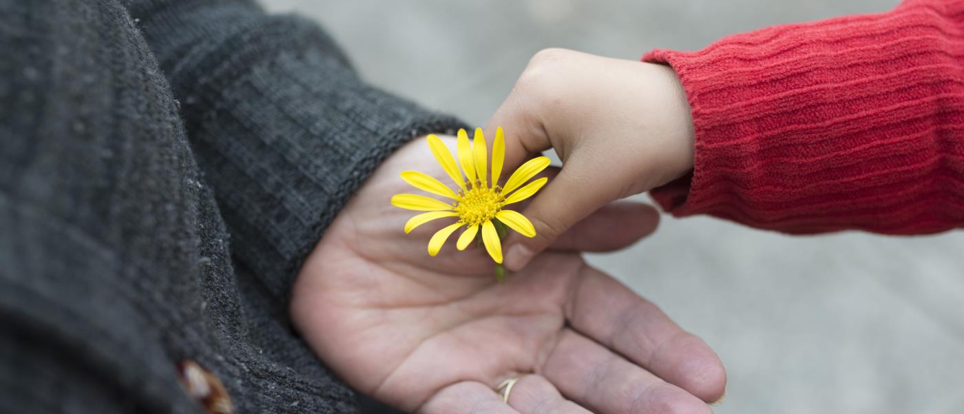 Barnhand lägger en blomma i en vuxenhand.