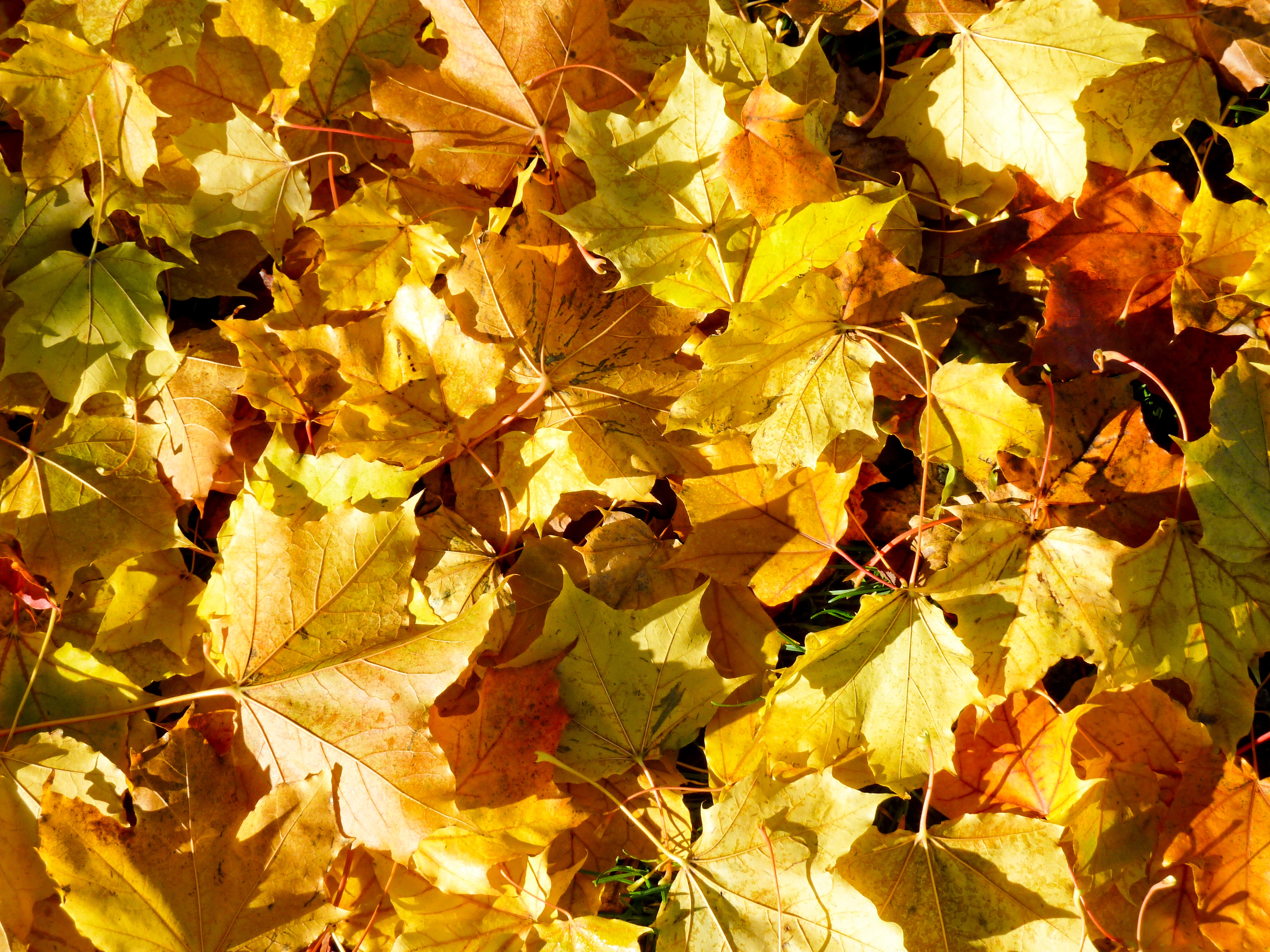 Höstgula löv i hög