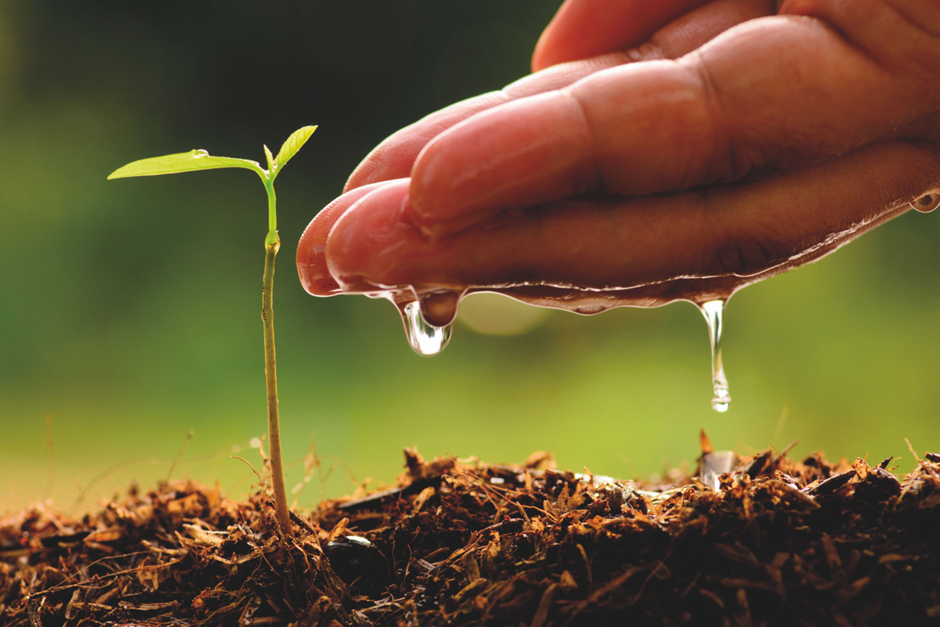 грунт soil. модель расширяющейся земли. гипотеза расширяющейся земли. земля для растений. росток из земли.