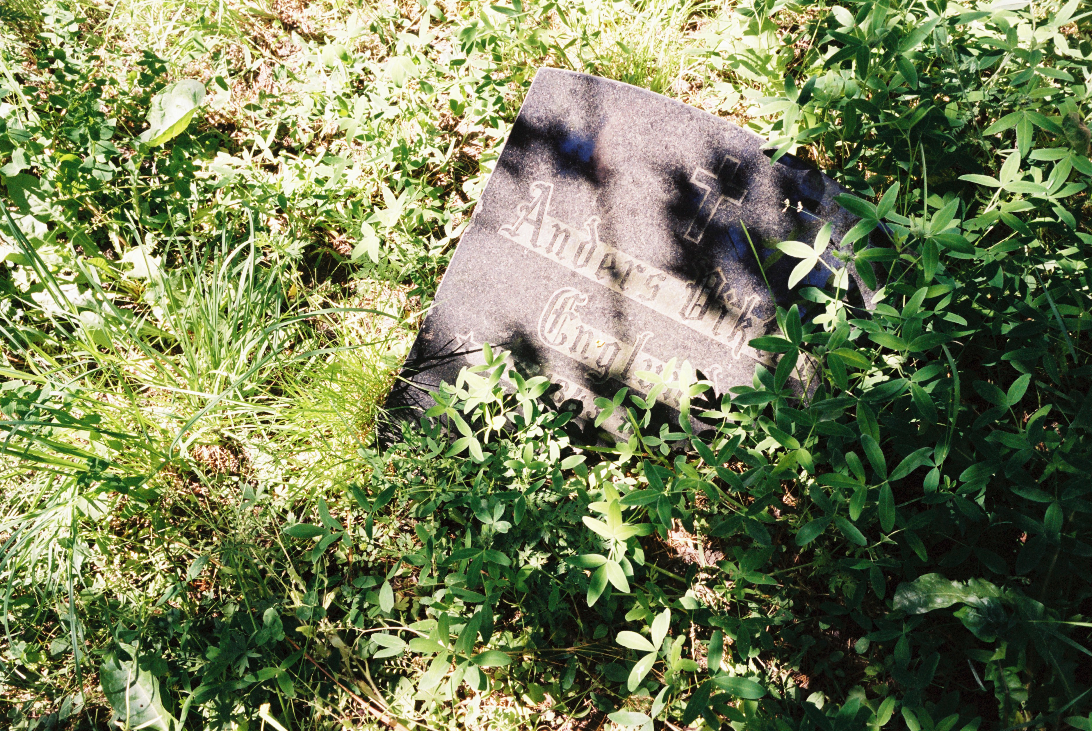 En gravsten tittar fram genom grönskan.