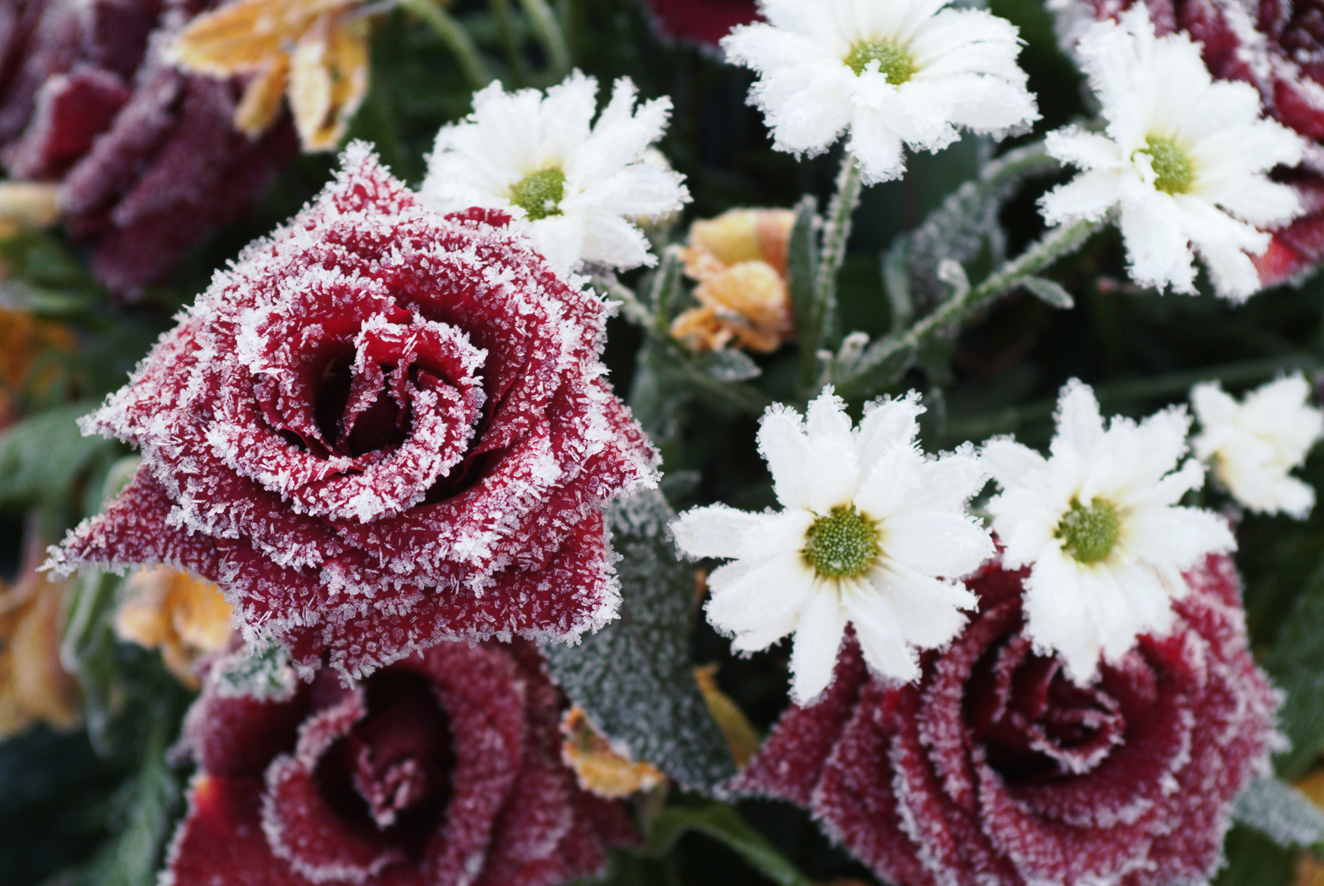 Närbild på en frostig blombukett.