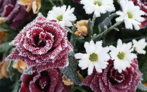 Närbild på en frostig blombukett.