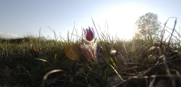 Blomma mot himmel