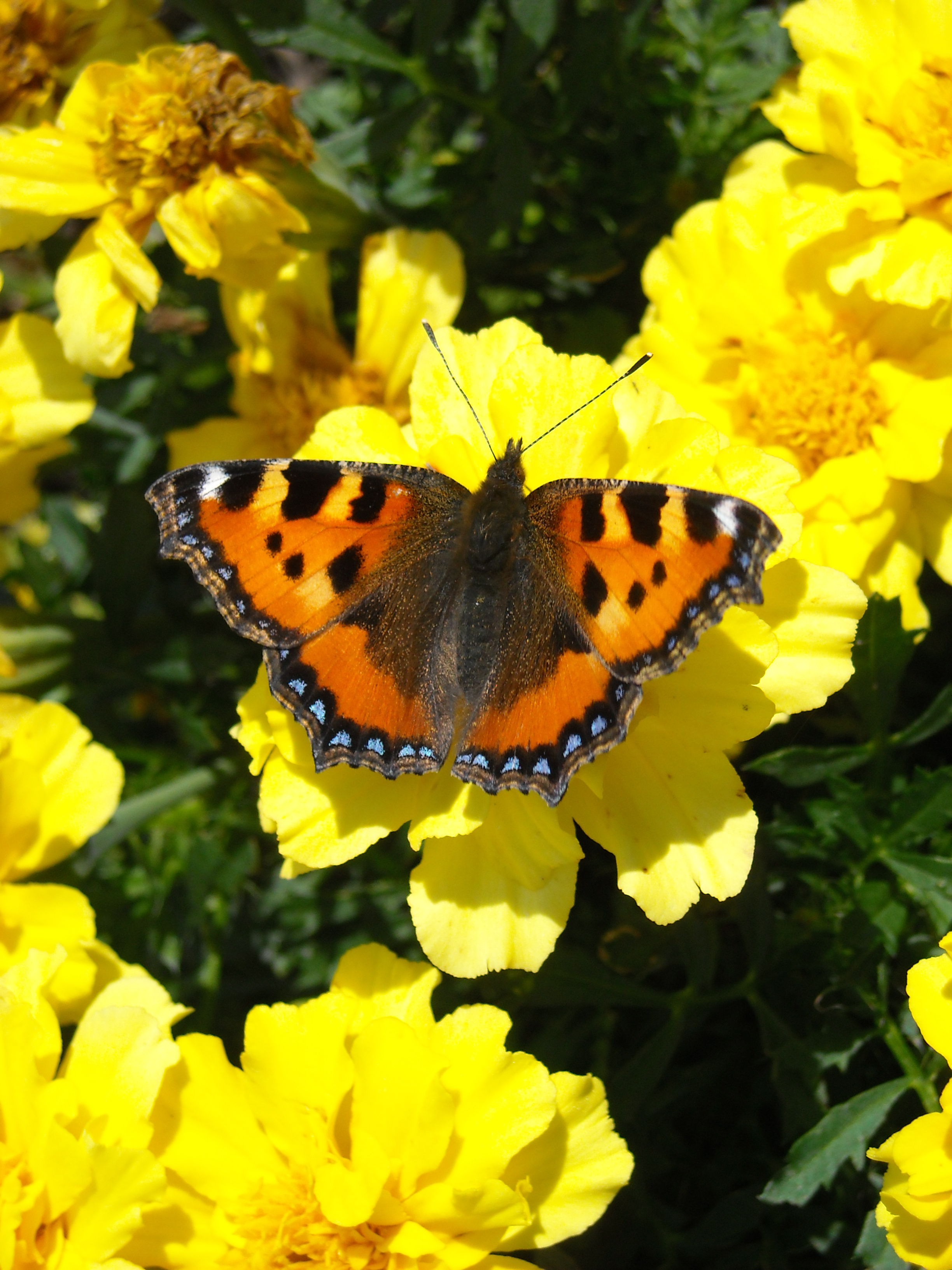 En nässelfjäril sitter på några gula blommor.